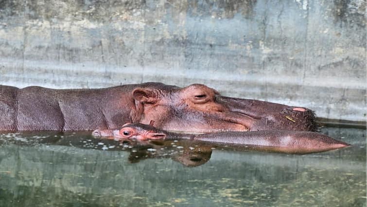 hippopotamus has given birth at the Vandalur Zoo in Chennai TNN வண்டலூர் உயிரியல் பூங்காவிற்கு புதிய வரவு! க்யூட்டாக குட்டியை பெற்றெடுத்த நீர்யானை..!