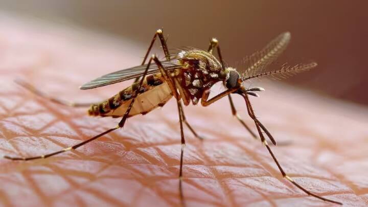 ਕੋਲਡ ਕੰਪਰੈੱਸ ਲਗਾਓ: ਮੱਛਰ ਦੇ ਕੱਟਣ ਤੋਂ ਬਾਅਦ, ਪ੍ਰਭਾਵਿਤ ਜਗ੍ਹਾ 'ਤੇ ਬਰਫ਼ ਦੇ ਟੁਕੜੇ ਜਾਂ ਕੋਲਡ ਕੰਪਰੈੱਸ ਨੂੰ ਲਗਾਉਣ ਨਾਲ ਸੋਜ ਅਤੇ ਜਲਣ ਘੱਟ ਹੋ ਸਕਦੀ ਹੈ। ਕੋਲਡ ਕੰਪਰੈੱਸ ਧੱਫੜ ਅਤੇ ਖੁਜਲੀ ਤੋਂ ਤੁਰੰਤ ਰਾਹਤ ਪ੍ਰਦਾਨ ਕਰਦਾ ਹੈ।