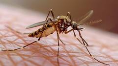 જો નાના બાળકને મચ્છર કરડ્યા પછી લાલ ફોલ્લીઓ થાય છે, તો જાણો તરત જ શું કરવું જોઈએ