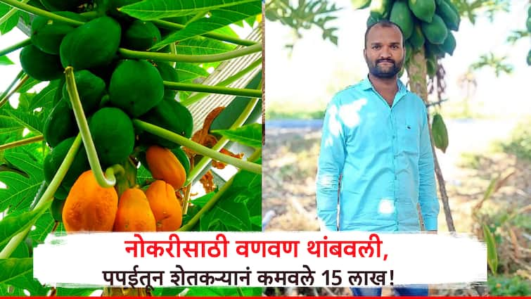 Farming Success Story Nanded farmer earn 15 lakh from papaya farming Maharashtra agriculture success Success Story:नोकरीसाठी भटकंती थांबवली, नांदेडच्या शेतकऱ्यानं 3 एकरातील पपईतून काढले 15 लाख!