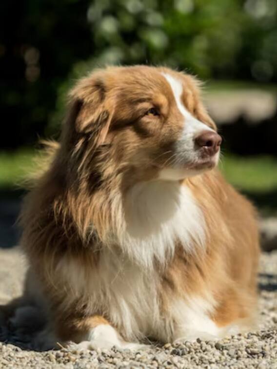 ये पुल है कुत्तों का सुसाइड प्वाइंट, देखने वाले भी हैरान