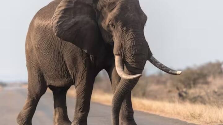 An elephant roars when it has to call its partner who has gone far away or is out of sight. The second category is greeting. It is used by elephants when another elephant is quite close. Apart from this, the third roar is of care. This roar is used by female elephants to feed milk to the babies.