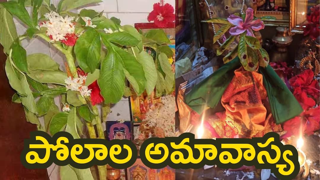 Polala Amavasya 2024: పోలాల అమావాస్య ఎవరు చేయాలి.. ఎందుకు ఆచరించాలి - వ్రత విధానం , కథ ఏంటి! importance and significance of Polala Amavasya 2024 vratha vidhi know in telugu Polala Amavasya 2024: పోలాల అమావాస్య ఎవరు చేయాలి.. ఎందుకు ఆచరించాలి - వ్రత విధానం , కథ ఏంటి!