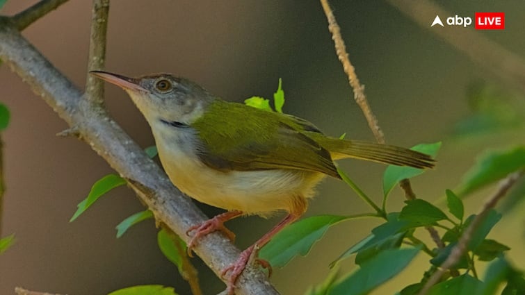 Tailorbird bird prepares its nest by stitching leaves seeing its workmanship you will also say wow ये चिड़िया पत्ते को सिलकर तैयार करती है अपना घोंसला, कमाल की होती है कारीगरी