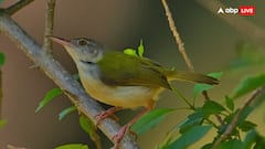 ये चिड़िया पत्ते को सिलकर तैयार करती है अपना घोंसला, कमाल की होती है कारीगरी