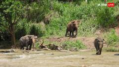 हाथी भी पुकारते हैं एक दूसरे का नाम, रिसर्च में हुआ खुलासा