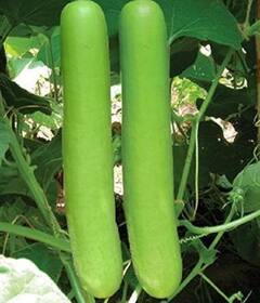 Lauki Juice Benefits: ਇਸ ਹਰੀ ਸਬਜ਼ੀ ਦਾ ਜੂਸ ਸਿਹਤ ਲਈ ਵਰਦਾਨ, ਕੋਲੈਸਟ੍ਰਾਲ ਕੰਟਰੋਲ ਕਰਨ ਤੋਂ ਲੈ ਕੇ ਦੂਰ ਹੁੰਦੀਆਂ ਇਹ ਬਿਮਾਰੀਆਂ