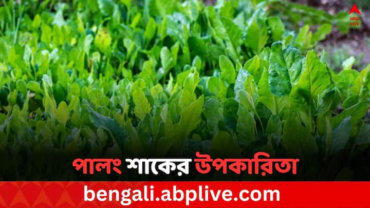 Spinach Benefits: মূলত শীতকালে পালং শাকের চাষ হলেও এখন সারা বছরেই বাজারে এই শাক পাওয়া যায়। প্রতিদিনের খাবারে পালং শাক রাখলে কিছু সমস্যার সমাধানও হয়।