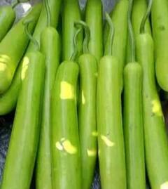 Lauki Juice Benefits: ਇਸ ਹਰੀ ਸਬਜ਼ੀ ਦਾ ਜੂਸ ਸਿਹਤ ਲਈ ਵਰਦਾਨ, ਕੋਲੈਸਟ੍ਰਾਲ ਕੰਟਰੋਲ ਕਰਨ ਤੋਂ ਲੈ ਕੇ ਦੂਰ ਹੁੰਦੀਆਂ ਇਹ ਬਿਮਾਰੀਆਂ