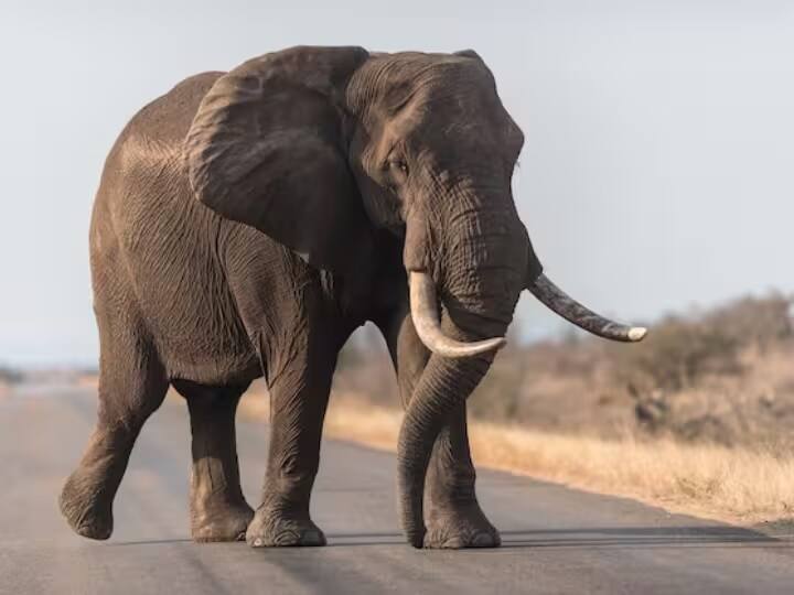 એક હાથી ગર્જના કરે છે જ્યારે તેને તેના સાથીદારને બોલાવવો પડે છે જે ખૂબ દૂર અથવા દૃષ્ટિની બહાર ગયો હોય. બીજી શ્રેણી શુભેચ્છાઓની છે. જ્યારે અન્ય હાથી ખૂબ નજીક હોય ત્યારે તેનો ઉપયોગ હાથીઓ દ્વારા કરવામાં આવે છે. આ સિવાય ત્રીજી ગર્જના સંભાળ માટે છે. માદા હાથીઓ આ ગર્જનાનો ઉપયોગ તેઓ સંભાળી રહેલા નાના બાળકોને સંકેત આપવા માટે કરે છે.