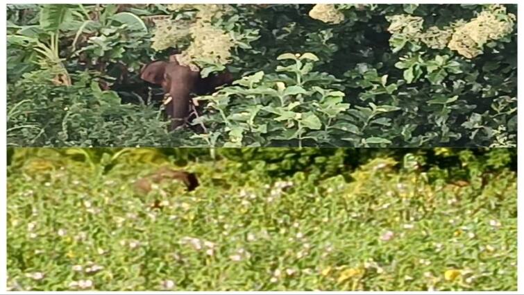 Tenkasi wild elephant that entered Karisalkudiyiruppu village - TNN தென்காசி அருகே  கிராமத்தில் புகுந்த காட்டுயானை வனத்திற்குள் விரட்டியடிப்பு - மக்கள் நிம்மதி