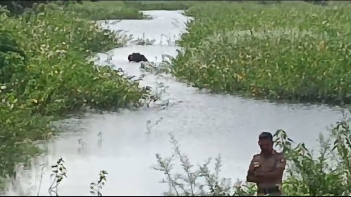 தென்காசி அருகே  கிராமத்தில் புகுந்த காட்டுயானை வனத்திற்குள் விரட்டியடிப்பு - மக்கள் நிம்மதி