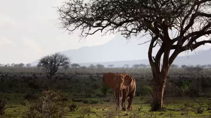 According to a research, like humans, elephants also name their children. They use that special name to call each other. The special thing is that these names are very similar to the names given by humans.