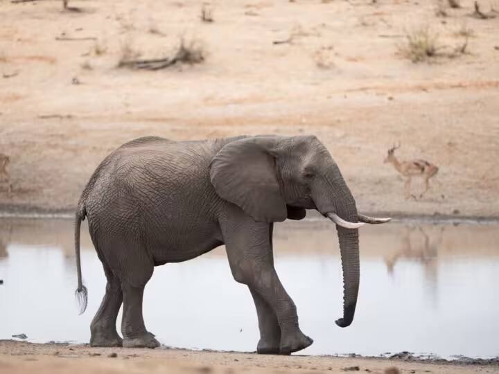 ખાસ અવાજ જેનો ઉપયોગ હાથીઓ એકબીજાને બોલાવવા માટે કરે છે તે એક પ્રકારનો ગર્જના છે. આ ગર્જનાની ત્રણ શ્રેણીઓ છે. પ્રથમ ટોળાના ખોવાયેલા સાથીદારને બોલાવવાનો છે, બીજો અન્ય સાથીઓને અભિવાદન કરવાનો છે અને ત્રીજો બાળકોની સંભાળ રાખવાનો છે.