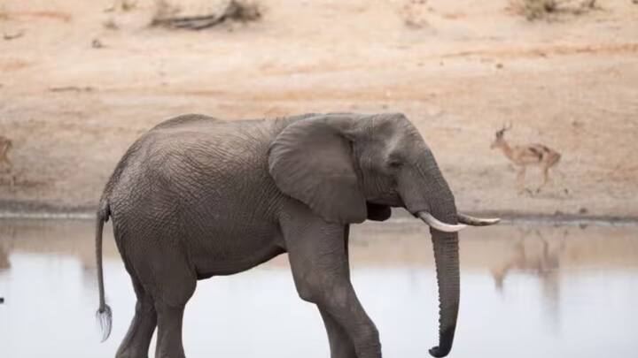 The most commonly used distinctive sound that elephants use to call each other is a type of roar. There are three categories of this roar. The first is to call a lost herd mate, the second is to greet other mates and the third is to take care of the children.