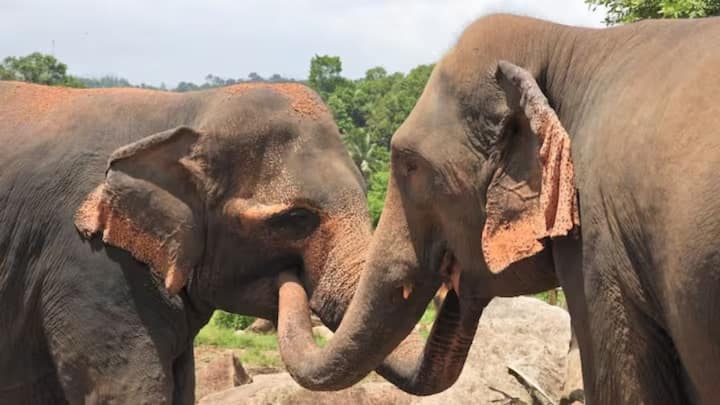 This research conducted on wild African elephants was also published in the journal Nature Ecology and Evolution on June 10, 2024. According to the research, elephants learn to use individual names to address other elephants without imitating anyone. Also, other elephants recognize the call and respond.