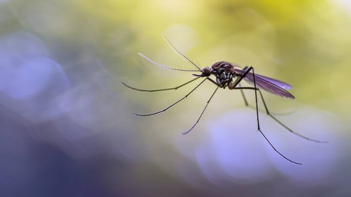 एलोवेरा जेल लगाएं : एलोवेरा का जेल त्वचा को ठंडक देता है और खुजली को कम करता है. इसे दाने वाली जगह पर लगाकर कुछ देर के लिए छोड़ दें. यह प्राकृतिक उपाय त्वचा को राहत देने में मदद करता है.