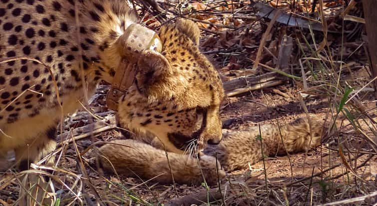 MP Cheetah Project Kuno National Park Namibian Cheetah Pawan Death 13 Born in Year 2024 ann Project Cheetah: चीता पवन की मौत, मध्य प्रदेश में इस साल 13 का हुआ जन्म, चार की गई जान