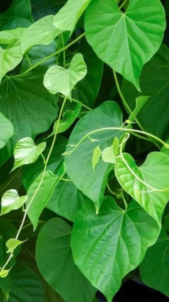 తిప్పతీగతో మలేరియా, డెంగ్యూకు చెక్