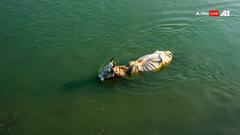 एमपी के सतना में 50 गायों को नदी में फेंका, 20 की मौत, वीडियो वायरल होने पर केस दर्ज