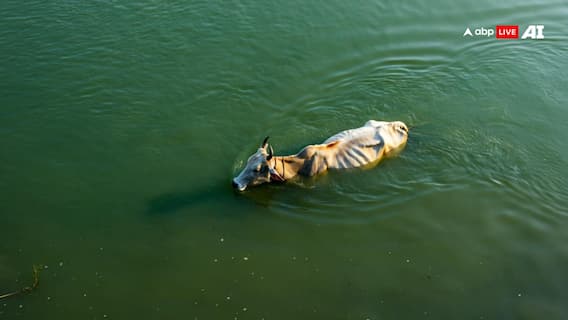 एमपी के सतना में 50 गायों को नदी में फेंका, 20 की मौत, वीडियो वायरल होने पर केस दर्ज एमपी के सतना में 50 गायों को नदी में फेंका, 20 की मौत, वीडियो वायरल होने पर केस दर्ज