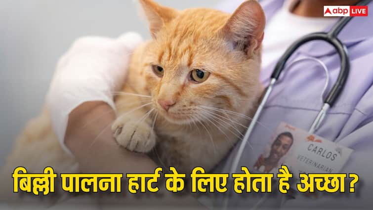 Does owning a cat reduce the risk of heart attacks read full article in hindi Heart Attack: क्या बिल्ली पालने से कम हो जाता है हार्ट अटैक का खतरा? जान लीजिए सही जवाब