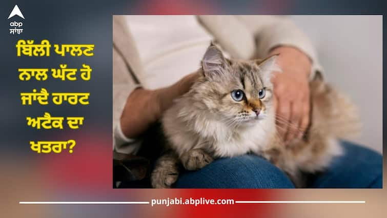 does owning a cat reduce risk of heart attacks details inside health news Heart Attack: ਬਿੱਲੀ ਪਾਲਣ ਨਾਲ ਘੱਟ ਹੋ ਜਾਂਦੈ ਹਾਰਟ ਅਟੈਕ ਦਾ ਖਤਰਾ? ਇੱਥੇ ਜਾਣੋ ਸਹੀ ਜਵਾਬ