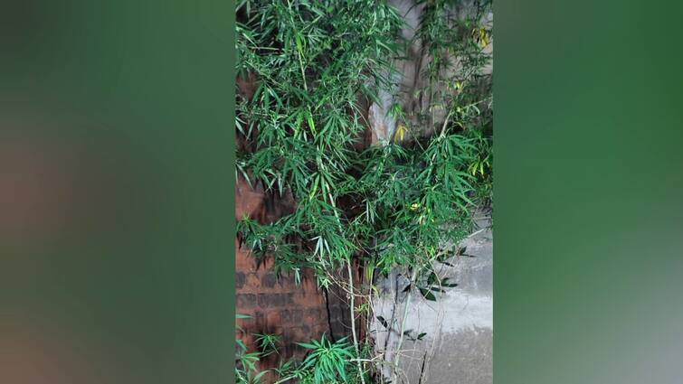 theni : 11 feet tall cannabis plant grown at home. Father son arrested.. வீட்டில் வளர்க்கப்பட்ட 11 அடி உயரமுள்ள கஞ்சா செடி. தந்தை மகன் கைது