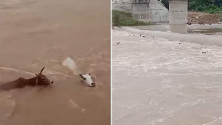 Satna news Cows Thrown Into River In Madhya Pradesh 15-20 Dead viral video 50 Cows Thrown Into River In Madhya Pradesh, 15-20 Dead, Case Registered Against 4