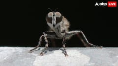 महज कुछ घंटे की जिंदगी जीते हैं ये जीव, काफी जल्दी हो जाती है मौत