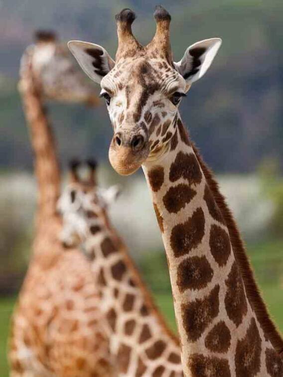 एक दिन में सिर्फ इतने मिनट सोता है जिराफ