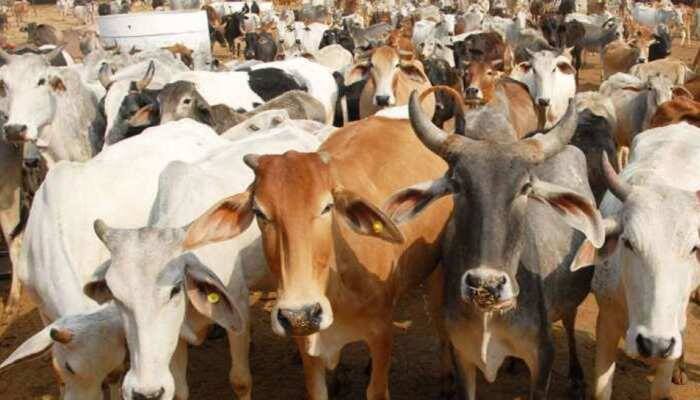 Complete ban on transportation of cow lineage in Barnala Cow Lineage: ਪੰਜਾਬ ਦੇ ਇਸ ਜਿਲ੍ਹੇ 'ਚ ਗਊ ਵੰਸ਼ ਦੀ ਢੋਆ-ਢੁਆਈ 'ਤੇ ਲੱਗੀ ਪੂਰਨ ਪਾਬੰਦੀ