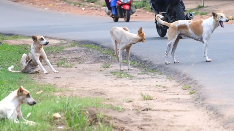 14 thousand people are bitten by dogs in a year in Bhiwandi Marathi News धक्कादायक! भिवंडीत वर्षभरात  14 हजार जणांना कुत्र्याचा चावा