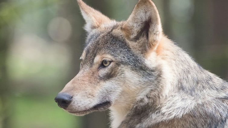 Bahraich Operation Bhediya Launched To Curb Wolf Terror In Here's What's Happening 'Operation Bhediya' Launched To Curb 'Wolf Terror' In UP's Bahraich. Here's What's Happening