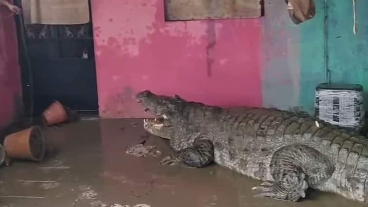 Gujarat Floods Crocodiles Emerge In Vadodara Amid Heavy rainfall Videos Go Viral Crocodiles Swim Freely In Flooded Vadodara Localities As Gujarat Deals With Floods. Videos Viral