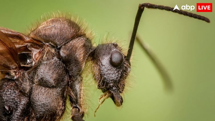 Florida carpenter ants perform surgery like humans cut off a leg to save their partners life ये जीव इंसानों की तरह करते हैं सर्जरी, जान बचाने के लिए काट देते हैं टांग