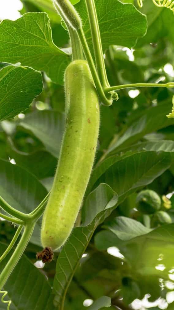 సొరకాయతో మెదడుకు మేలు