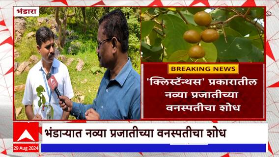 Bhandra : भंडाऱ्यात 'क्लिस्टॅन्थस' प्रकारातील नव्या प्रजातीच्या वनस्पतीचा शोध