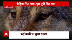 Wolf Attack In Bahraich At Peak, Targets Innocent Children, Forest Department Struggles to Control the Situation