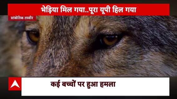 Wolf Attack In Bahraich At Peak, Targets Innocent Children, Forest Department Struggles to Control the Situation