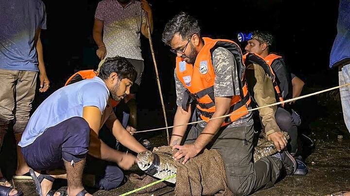 A crocodile rescued from a residential locality after flood water receded, in Vadodara, Thursday, Aug 29, 2024. (Source: PTI)