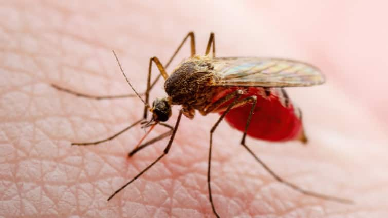 EEE mosquito virus spreading in northeastern US US News: అమెరికాను వ‌ణికిస్తున్న దోమలు- పార్క్‌లు మూసివేత- ఇళ్ల నుంచి బయటకు రావద్దని ప్రజలకు హెచ్చరికలు