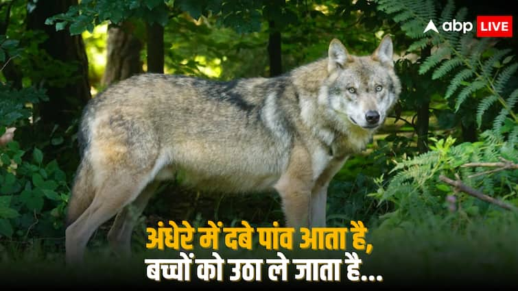 UP Bahraich Wolf Attack Reason Forest Department Team Search Operation MLA Surveshwar Singh Guarding With Gun Wolf Attack: राइफल लेकर उतरे MLA, वन विभाग की 32 टीमें भी तैनात... 'ऑपरेशन भेड़िया' के बाद भी क्यों पकड़े नहीं गए आदमखोर?