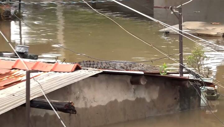 A crocodile was seen on the roof of a partially submerged house following heavy rainfall, in the Vadodara district of Gujarat, on Thursday, Aug 29, 2024. (Source: PTI)