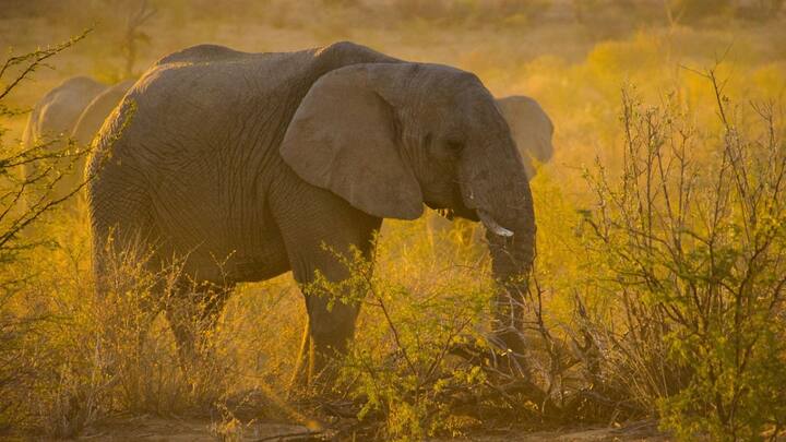 आप सोच रहे होंगे कि यह किस देश की सरकार है, जो जानवरों को मार कर लोगों का पेट भर रही है. हम बात कर रहे हैं अफ्रीकी देश नामीबिया की. यहां 100 सालों में अब तक का सबसे बड़ा सूखा पड़ा है. संयुक्त राष्ट्र के अनुसार पिछले महीने ही नामीबिया ने अनाज के गोदाम पूरी तरीके से खाली हो गए हैं और अब देशभर में 16 फीसदी अनाज बचा हुआ है.