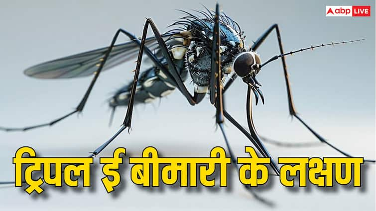 After dengue fever and malaria, today it is this dangerous disease that is spread by mosquito bites.