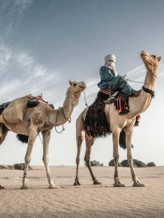 कितने में बिका था दुनिया का सबसे महंगा ऊंट