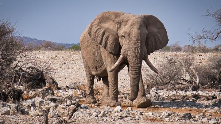 Elephants Killing In Namibia: नामीबिया में 100 सालों में अब तक का सबसे बड़ा सूखा पड़ा है. देशभर में खाने पीने के गोदाम खाली पड़े हैं. इसलिए सरकार अब जानवरों को मारकर लोगों में उनका मांस बांट रही है