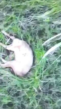 UP News: बहराइच के नरभक्षी भेड़िए का नया वीडियो | ABP Shorts