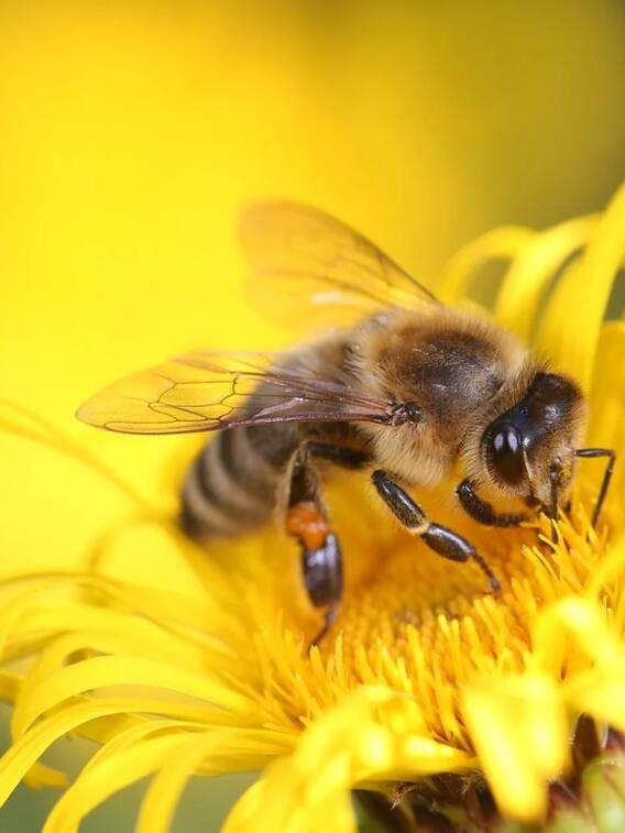 कैसे कर सकते हैं मधुमक्खी पालन